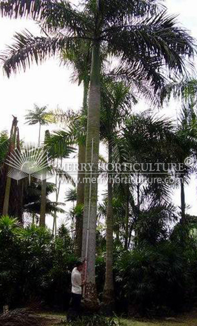 Roystonea regia (Royal palm)